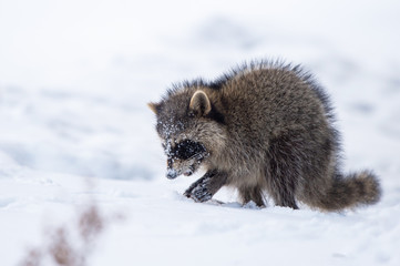 Obraz premium 雪の中のアライグマ