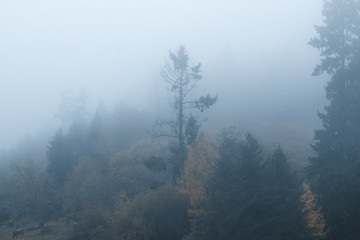 Fototapeta na wymiar Foggy landscape