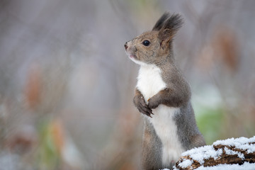 Fototapeta premium 冬のエゾリス