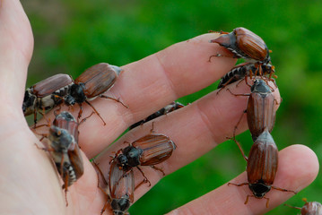 Maikäfer sitzen auf einer Hand