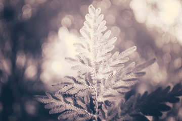 fern leaves with gray filter  spring nature  abstarct background