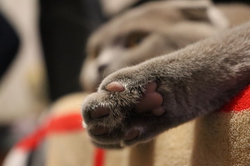 Domestic cat, scottish fold cat, scottish fold, cat sleep