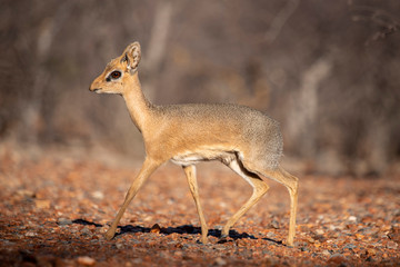 dik dik antelope 