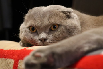 Domestic cat, scottish fold cat, scottish fold, cat sleep