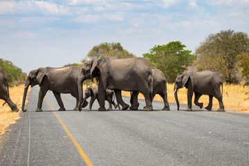 Fototapeta na wymiar Elephant family crossing road