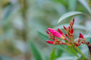 flowering tropical trees in the South of Montenegro in the summer. red flower