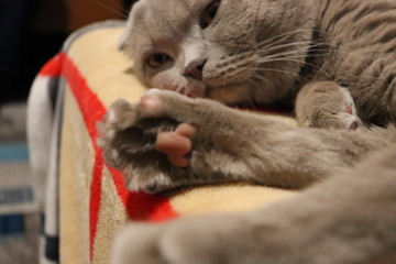 Domestic cat, scottish fold cat, scottish fold, cat sleep