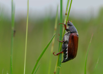 Soeben geschlüpfter Maikäfer klettert Grashalm empor