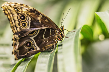 Close-up of a Morpho butterfly on a palm leaf.