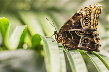 Close-up of a Morpho butterfly on a palm leaf.