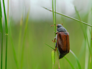 Geschlüpfter Maikäfer klettert Grashalm empor, Melolontha melolontha frisch geschlüpft, Melolontha vor seinem Erstflug, Maikäfer erklimmt Grashalm