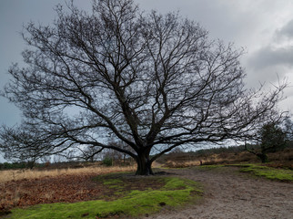 Single bare witch tree in heathland and cloudy sky