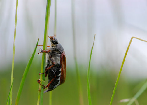 Maik&auml;fer verl&auml;sst nach Schlupf seine Brutst&auml;tte, Soeben geschl&uuml;pfter Maik&auml;fer klettert Grashalm empor