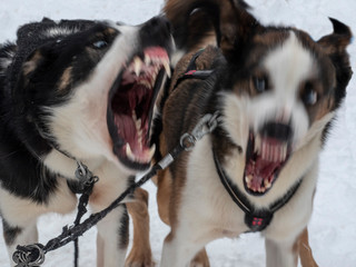 Husky sled dogs and very threatening to each other with motion blur from fighting