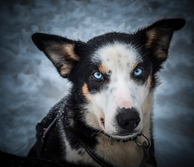 portrait of Husky sled dog in lapland with sharp blue eyes