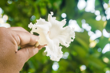  white tropical flower  holding on hand