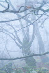 Lookout, Salto del Nervion, Nervion river, Berberana, Burgos, Castilla y Leon, Bizkaia, Basque Country, Spain, Europe
