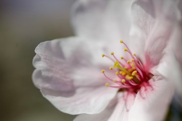 Close up Shot of fully bloomed pink Cherry Blossom Flower