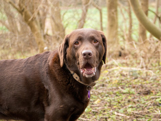 Chocolate Labrador in Woods
