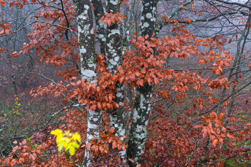 Beech forest in autumn, Monumento Natural Monte Santiago, Salto del Nervion, Nervion river, Berberana, Burgos, Castilla y Leon, Spain, Europe