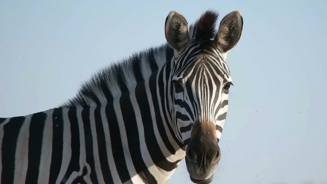 funny cute African zebra on background of blue sky