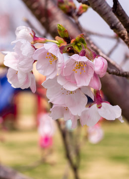 Sakura Cherry blosom