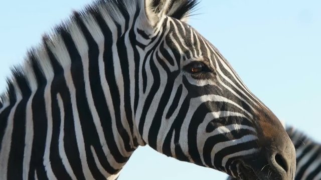 funny cute African zebra on background of blue sky