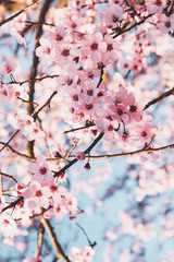 Beautiful tree branch with spring blossoms, close up.