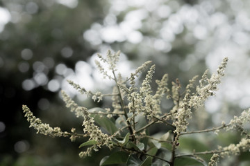 snow covered branches of pine