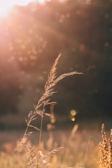 Sunset vibes