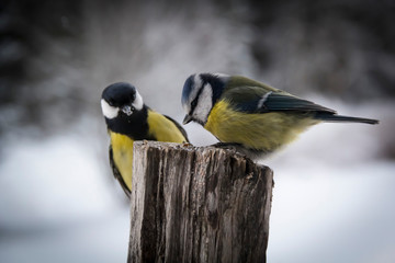 Blue tit and a Great tit on a fence post in a winter landscape.