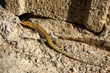 lizard on rock