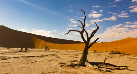 Fototapeta na wymiar desert tree