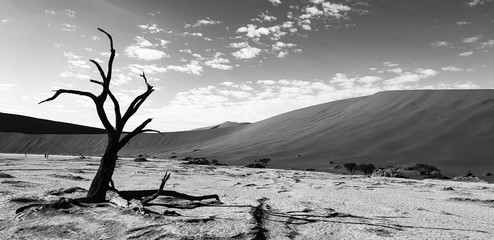 desert tree black and white
