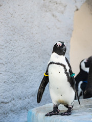 ケープペンギン