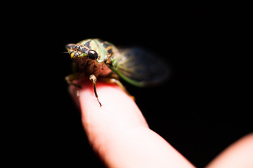 A Late Summer Cicada sitting on a finger at night