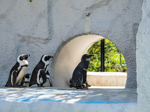 42 件の最適な ジャッカスペンギン 画像 ストック写真 ベクター Adobe Stock