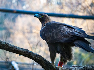 餌を狙うワシタカ