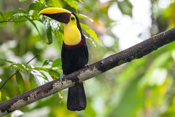 Swainson's toucan portrait on a branch near La Fortuna, Costa Rica 