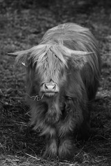 Schottisches Hochlandrind - Hochlandkuh als Tierportrait