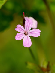 Obraz premium Ruprechtskraut, Geranium, robertianum