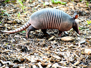 Wild Armored Armadillo Foraging for Food in Its Natural Habitat Preserve