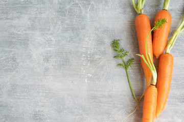 Raw fresh carrots, biological agricultural production
