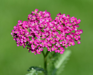 Obraz premium Schafgarbe, Achillea, millefolium