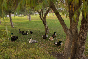 ducks in the park