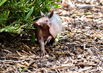 Wild Armored Armadillo Foraging for Food in Its Natural Habitat Preserve