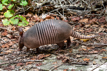 Wild Armored Armadillo Foraging for Food in Its Natural Habitat Preserve
