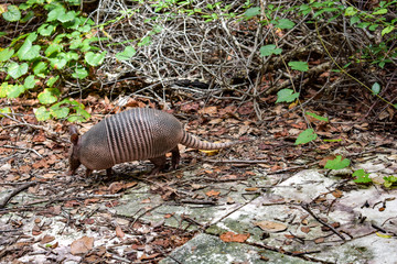 Wild Armored Armadillo Foraging for Food in Its Natural Habitat Preserve
