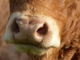 Fototapeta premium muzzle of a limousin cow