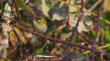 Fiorrancino (firecrest) nascosto tra i rovi di  un cespuglio, in primo piano, in inverno